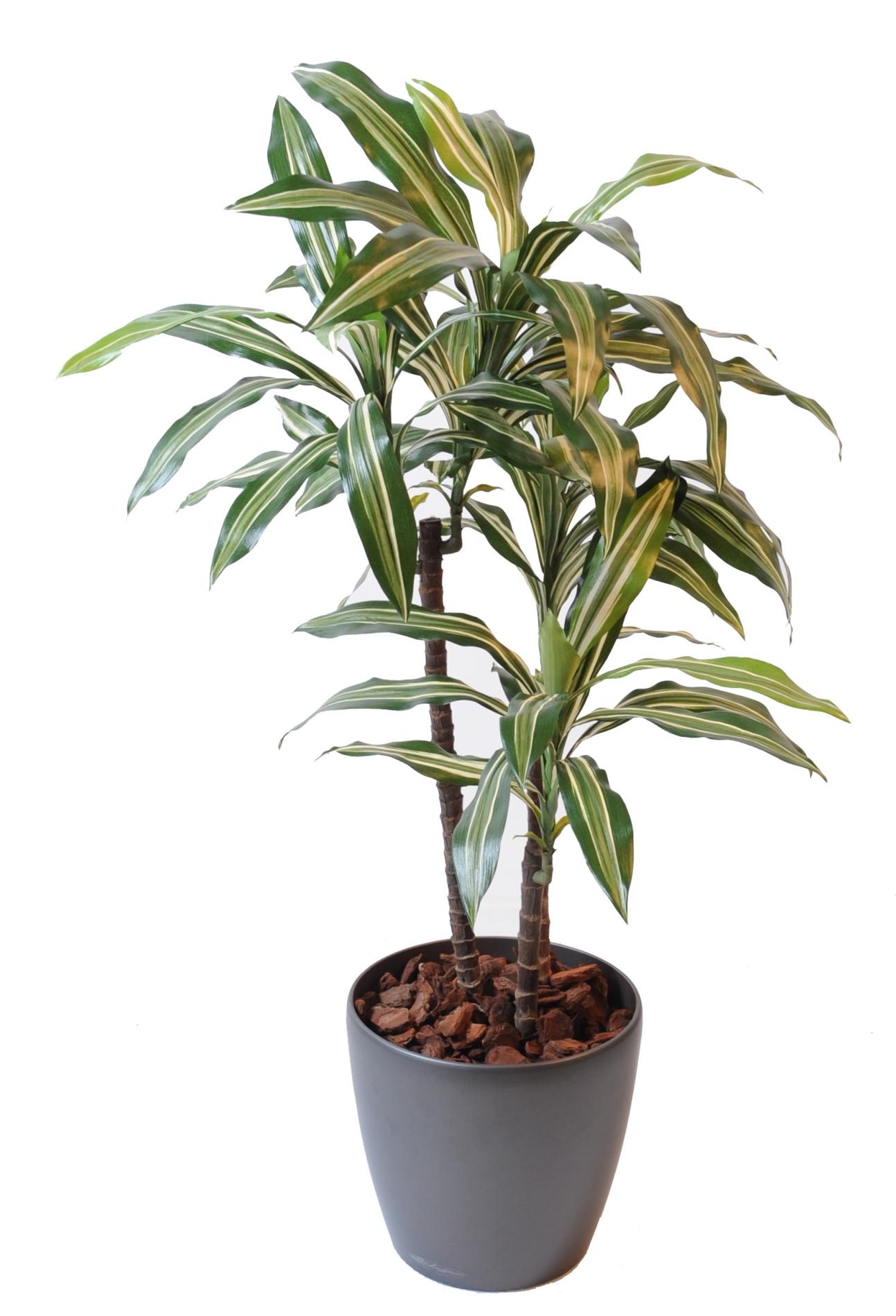 Plante artificielle Dracaena Fragrans 3 tiges - décoration d'intérieur -  H.90 cm