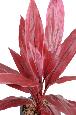 Plante artificielle Dracaena Cordyline en piquet - intérieur - H.60 cm rouge