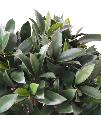 Plante artificielle Laurier boule - feuillage UV résistant - H.65cm vert