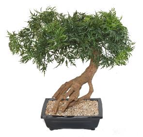 Bonsaï Aralia arbre miniature en coupe - plante synthétique intérieur - H.60cm
