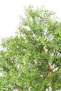 Arbre artificiel Eucalyptus Tree UV - plante intérieur extérieur - H.150cm