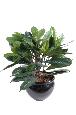 Arbuste artificiel Cyathistipula - Figuier africain d'intérieur - H.50cm