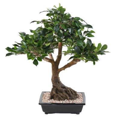 Bonsaï artificiel arbre miniature Ficus en coupe - plante d'intérieur - H.58cm