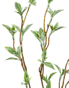 Branche artificielle de Betula - décoration d'intérieur - H.65cm vert