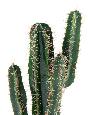 Cactus artificiel Cereus - Plante artificielle pour intérieur - H. 70cm vert