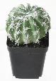 Cactus artificiels assortiment de 4 plantes - plante synthétique d'intérieur - H.20cm