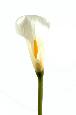 Fleur artificielle Calla Lily - création de bouquet - H.90cm blanc