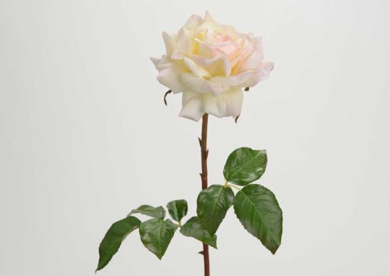Fleur artificielle rose Pristine - Fresh touch haute qualité - H.52cm crème