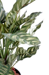 Maranta artificiel Calathea Makoyana - plante verte d'intérieur - H.56cm