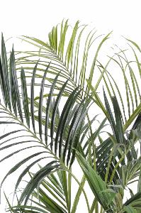 Palmier artificiel kentia royal - ambiance tropicale - H.220cm vert