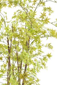 Plante artificielle Aralia Plastique UV (érable) - intérieur extérieur - H.180cm vert