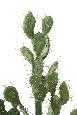 Plante artificielle Cactus Plat - Plante pour intérieur - H. 58cm vert