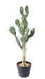 Plante artificielle Cactus Plat - Plante pour intérieur - H. 75cm vert