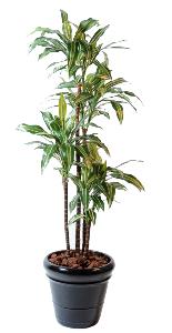 Plante artificielle Dracaena Fragrans 4 tiges - déco d'intérieur - H.145cm