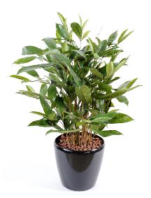 Plante artificielle Dracaena Surculosa - décoration d'intérieur - H.60cm vert