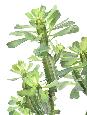 Plante artificielle Euphorbe lactée - Plante pour intérieur - H.65cm vert