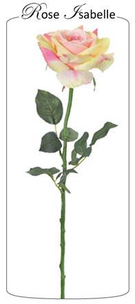 Rose Isabelle rose 70-15cm
