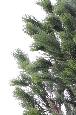 Arbre artificiel forestier Pin Autriche large - arbre méditerranéen intérieur - H.210cm