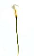 Fleur artificielle Calla Lily - création bouquet - H.90 cm blanc