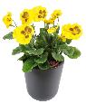 Fleur artificielle Pensée - plante d'intérieur en piquet - H.26cm jaune