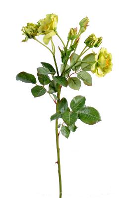 Fleur artificielle coupée rose sauvage - composition florale - H.52cm vert