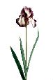 Fleur artificielle iris haute qualité - fleur bicolore - H. 77 cm prune