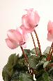 Fleurs artificielles Cyclamen - plante en piquet - H.32 cm rose clair