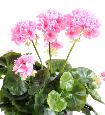 Géranium en piquet 5 têtes - Plante fleurie artificielle - H.40cm rose