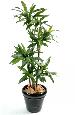 Plante artificielle Dracaena Fragrans - décoration d'intérieur - H.145cm vert
