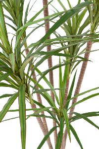 Plante artificielle Dracaena Marginata - décoration d'intérieur - H.160cm vert