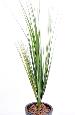 Plante artificielle Herbe Onion Grass en piquet haut - plante pour intérieur - H. 75cm