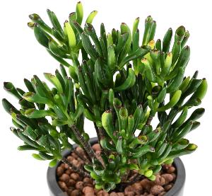 Plante artificielle Succulente Mini - cactus artificiel extérieur - H.18cm