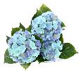 Plante artificielle fleurie Hortensia 3 têtes - intérieur extérieur - H.45cm bleu