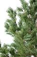 Arbre artificiel forestier Pin Autriche large - arbre méditerranéen intérieur - H.450 cm