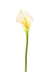 Fleur artificielle (ARUM) Arome - composition bouquet - H.44cm blanc