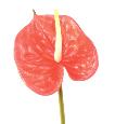Fleur artificielle Anthurium - décoration florale - H.58cm rouge