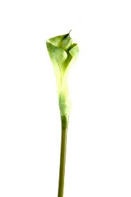 Fleur artificielle Calla Arome haute qualité - composition bouquet - H.80 cm vert