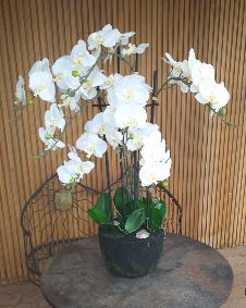 Fleur artificielle Orchidée Phalaenopsis en motte - plante d'intérieur - H.92cm crème