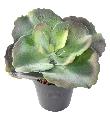 Mini plante artificielle Succulente ROND - cactus artificiel intérieur - H.24 cm