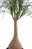Plante artificielle Beaucarnea Pied d'éléphant - intérieur - H. 125cm