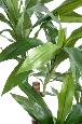 Plante artificielle Dracaena Fragrans - décoration d'intérieur - H.145cm vert