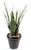 Plante artificielle Sansevieria 30 Feuilles - succulente pour intérieur - H. 110cm vert jaune