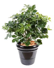 Plante artificielle Schefflera Exotica Buisson - décoration d'intérieur - H.90cm vert