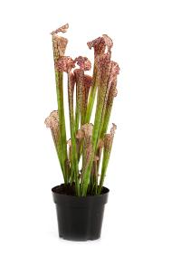 Plante artificielle carnivore Sarracenia en pot - intérieur - H.65cm pourpre