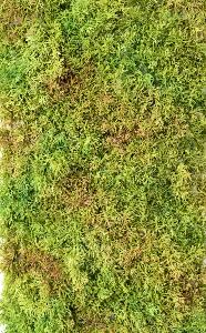 Plaque Mousse artificielle anti-UV - mur végétal intérieur extérieur - L.50x25cm vert
