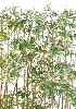Haie artificielle bambou oriental 20 cannes - intérieur - H.185cm vert