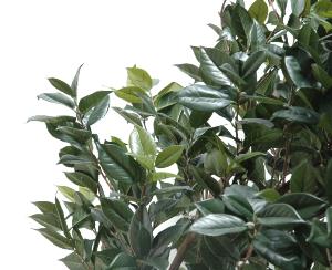 Arbre artificiel Fruitier sur platine - Camélia Japonica Tree - H.300cm vert