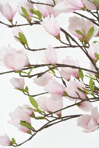Arbre artificiel fleuri Magnolia Tulipier du Japon - plante d'intérieur - H.230cm blanc