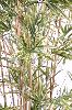 Bambou artificiel Shiroshima feuillage panaché - intérieur - 120cm vert/crème