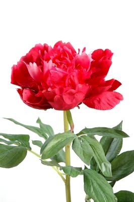 Fleur artificielle Pivoine - création de bouquet composition - H.70 cm rouge  rose